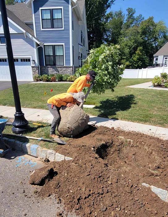 Tree & Shrub Installation 1