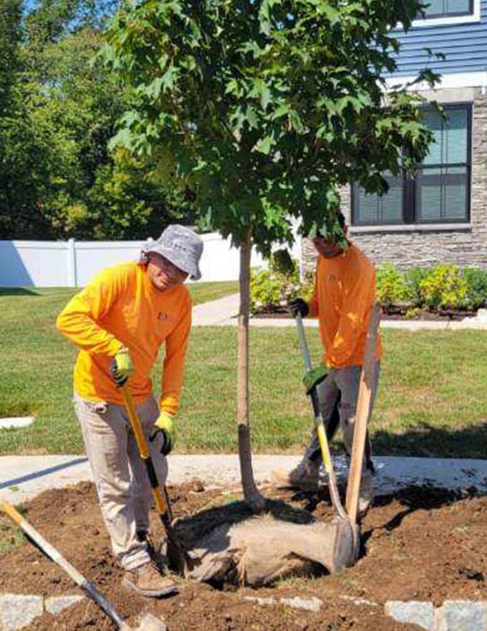 Tree & Shrub Installation 2
